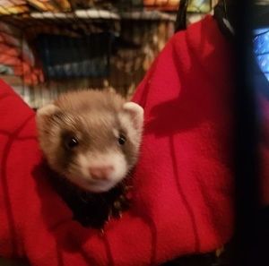 Meet your Posher, Lesley